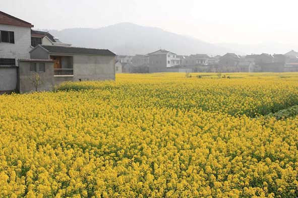 建德大同投資50億澆灌“稻花香”